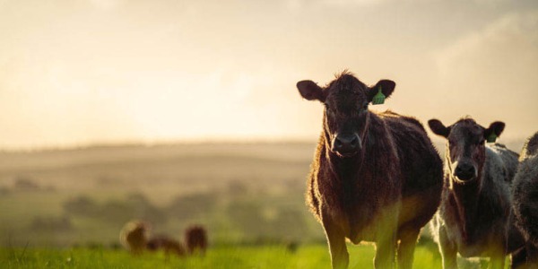 ¿Por qué la carne ecológica tiene bajo impacto ambiental?