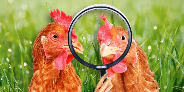 Diferencias entre pollo ecológico, pollo de corral y pollo industrial