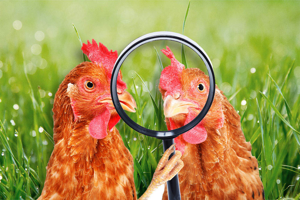 Diferencias entre pollo ecológico, pollo de corral y pollo industrial